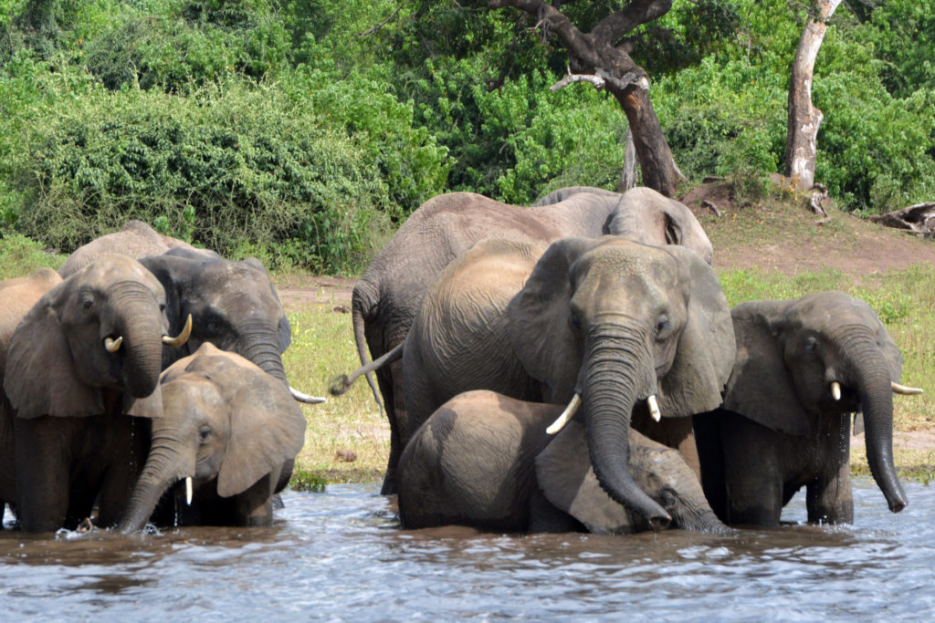 Μποτσουάνα: Η ξηρασία αποδεκατίζει τους ελέφαντες – Εκατό έχουν ήδη βρεθεί νεκροί