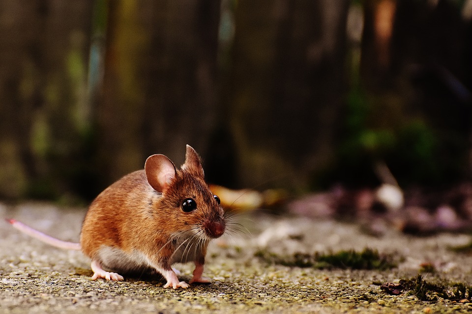 Ερευνητές έμαθαν σε ποντίκια να… οδηγούν πολύ μικρά αυτοκίνητα