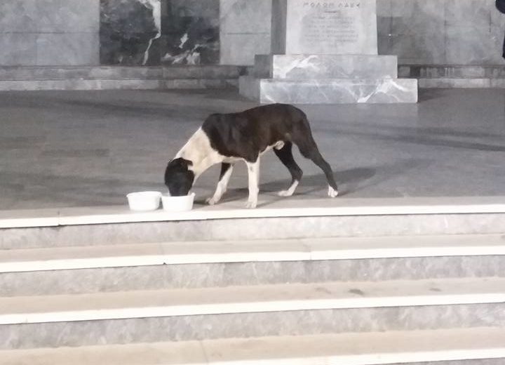 Τετράποδος δρομέας έτρεξε μέρος του Δρόμου Αθανάτων