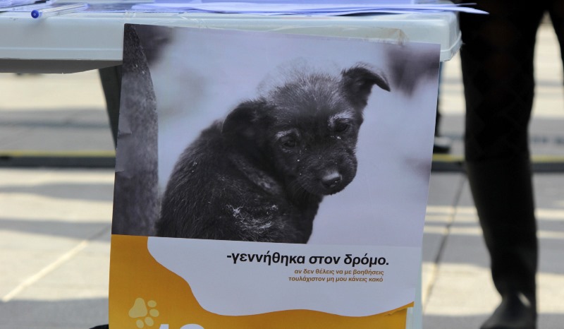 Υψηλά τα ποσοστά κακοποίησης ζώων στην Ελλάδα, παρά το αυστηρό νομικό πλαίσιο