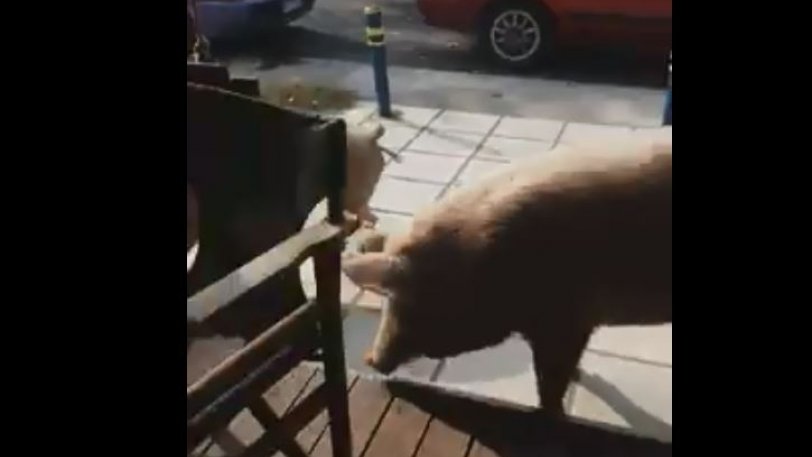 Θεσσαλονίκη: Απρόσμενοι… πελάτες σε καφετέρια ένα γουρούνι κι ένα γουρουνάκι (Video)