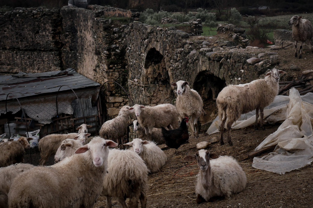 Αποζημιώσεις σε κτηνοτρόφους ενέκρινε ο Μάκης Βορίδης