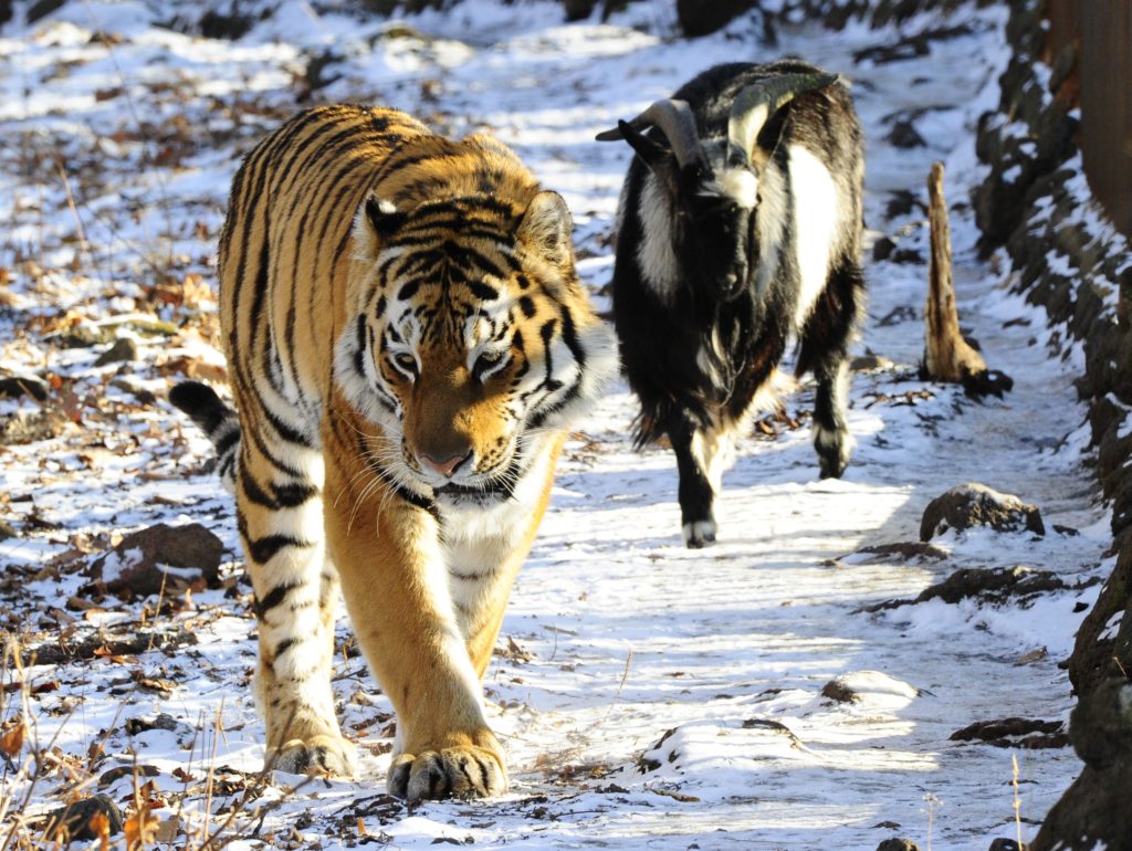 Ρωσία: Πέθανε ο τράγος Τιμούρ, ο καλύτερος φίλος του τίγρη Αμούρ (Video)