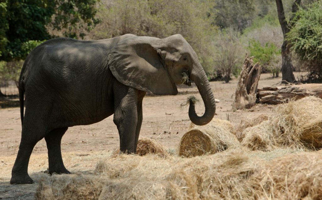 Ζιμπάμπουε: Άγρια ζώα «μετακομίζουν» λόγω ξηρασίας