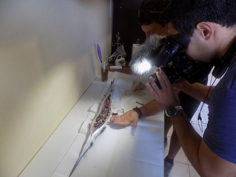 Κρήτη: Ψάρεψε ζαργάνα 1,5 μέτρου αλλά δεν την έφαγε γιατί ήταν γεμάτη με γόνο του επικίνδυνου λαγοκέφαλου (Photo)