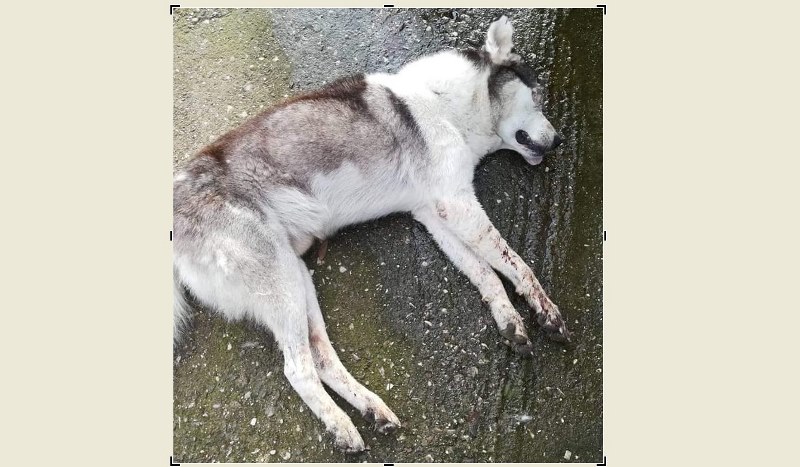 Απίστευτη κτηνωδία στο Μεσολόγγι: Έβγαλε τα μάτια σκύλου