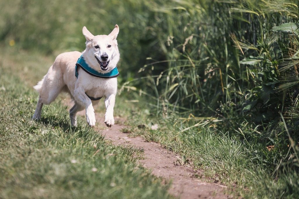 Φρίκη στη Γαλλία: Σκυλιά σκότωσαν 29χρονη έγκυο που είχε βγει βόλτα στο δάσος με τον σκύλο της