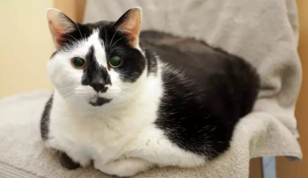 Η πιο παχουλή γάτα της Βρετανίας μπήκε σε εξοντωτική δίαιτα