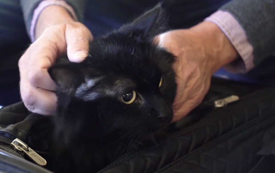 Βρήκε τον γάτο του πέντε χρόνια μετά και 1.900 χλμ μακριά! (Video)