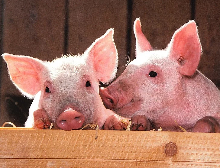 Γερμανία: Γουρούνια «προσφεύγουν» στο Συνταγματικό Δικαστήριο – Στειρώνονται χωρίς νάρκωση!