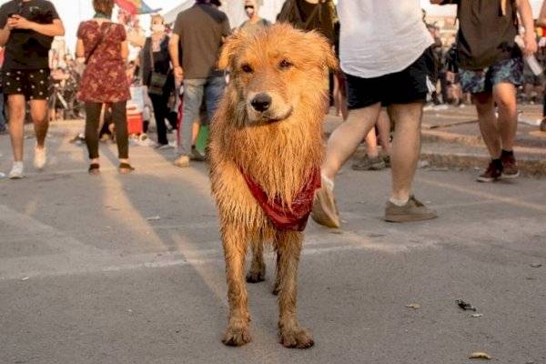 Ο αντιεξουσιαστής σκύλος της Χιλής (Photos – Video)