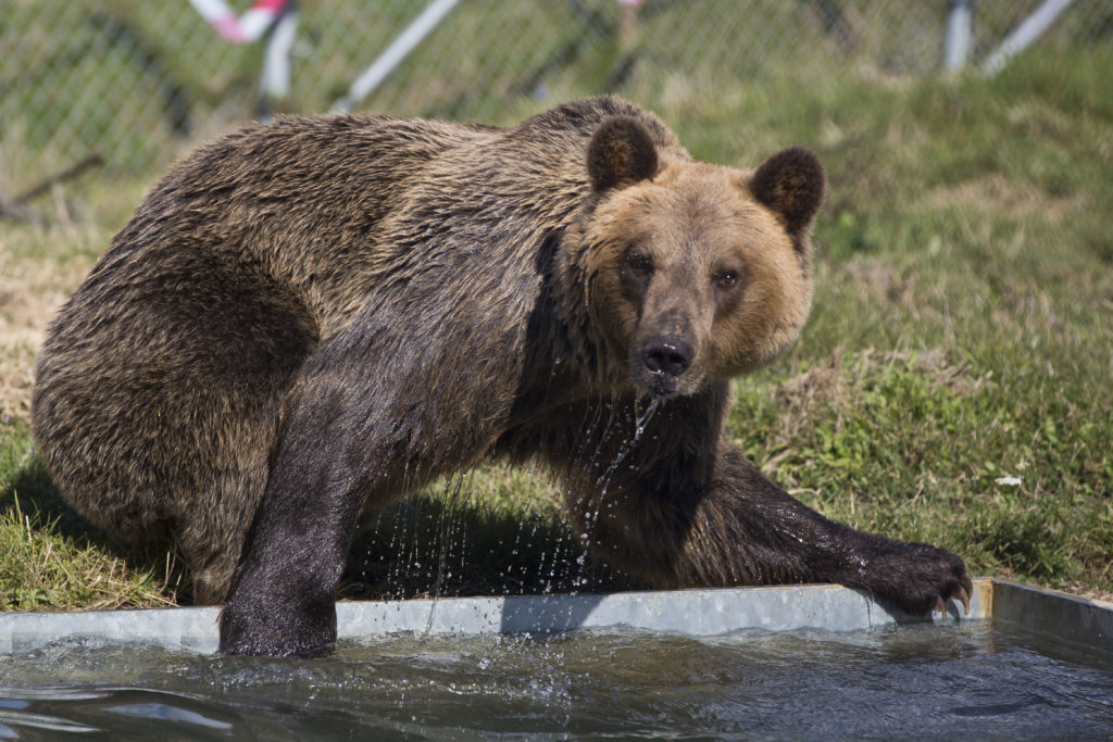 Σοκ στη Φλώρινα: Πυροβόλησαν και σκότωσαν 3 αρκούδες – Η μια θήλαζε ακόμα τα μικρά της