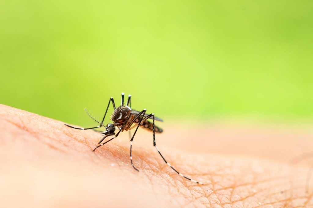 Πώς τα κουνούπια άλλαξαν τον κόσμο μας – «Αποδεκάτισαν» κατακτητές, ένωσαν λαούς
