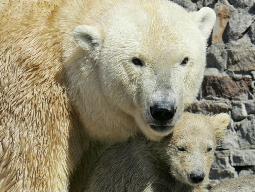 Η κλιματική αλλαγή απειλεί 56 πολικές αρκούδες σε χωριό της Ρωσίας (Video)