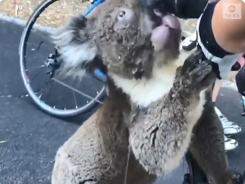 Αυστραλία: Ένα διψασμένο κοάλα ήπιε… μονορούφι το νερό από μπουκάλι ποδηλάτισσας (Video)