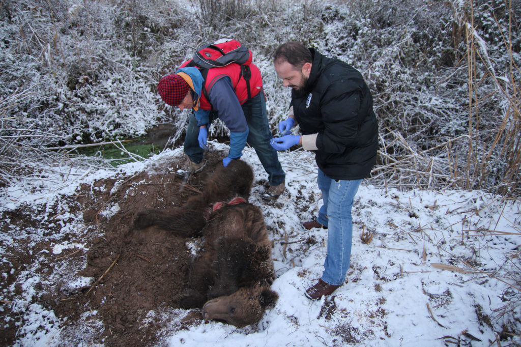 Θεσσαλονίκη: Αρκούδα επέζησε τραυματισμένη και εγκλωβισμένη σε θηλιά σε πολικές θερμοκρασίες