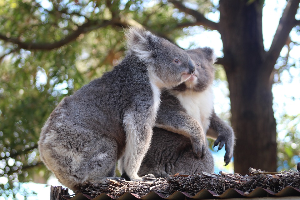 Αυστραλία: Φόβοι για εκατοντάδες νεκρά κοάλα λόγω πυρκαγιάς