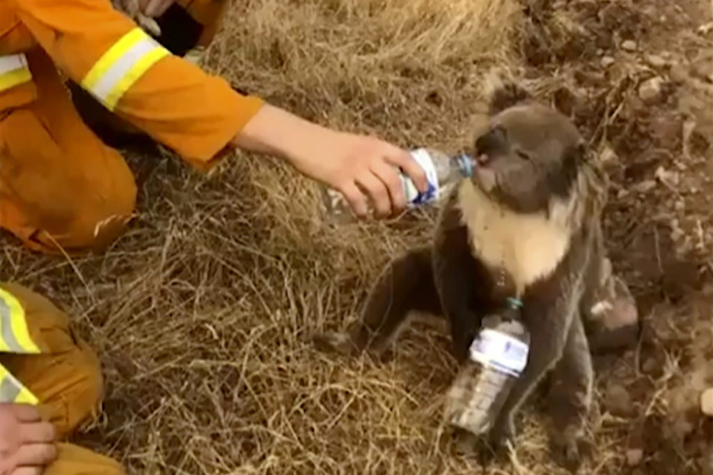 Αυστραλία : Εθελοντές πλέκουν γάντια για κοάλα και μάρσιπους για καγκουρό (Photos)