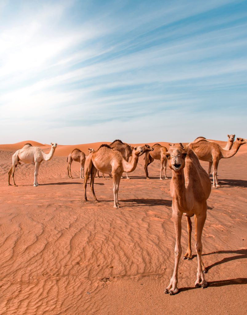 Αυστραλία: Σκότωσαν 5.000 καμήλες γιατί αποτελούσαν κίνδυνο για τον τοπικό πληθυσμό εν μέσω ξηρασίας