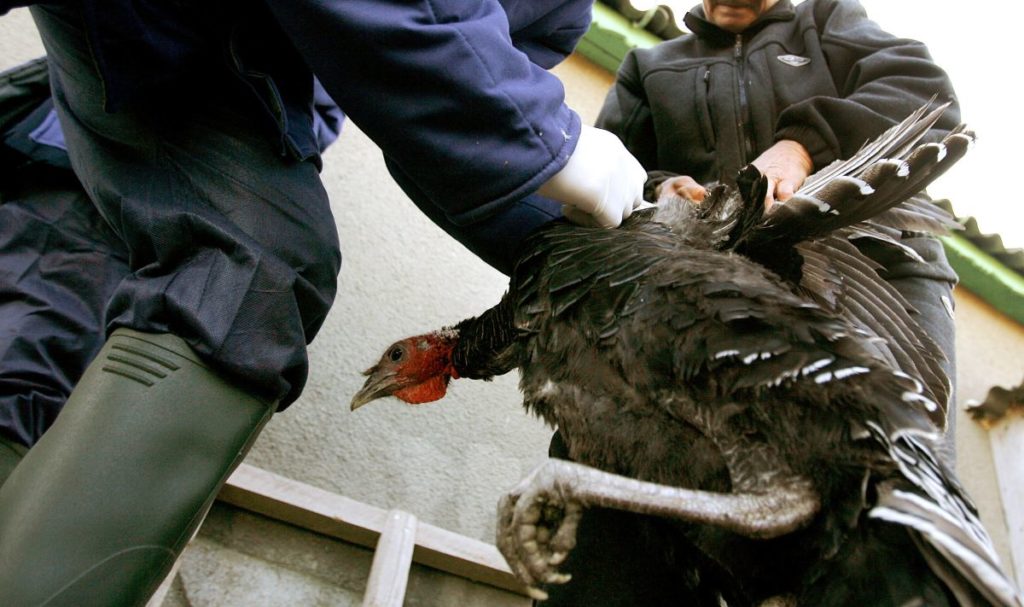 Συναγερμός στη Ρουμανία για κρούσματα της γρίπης των πτηνών σε ζώα