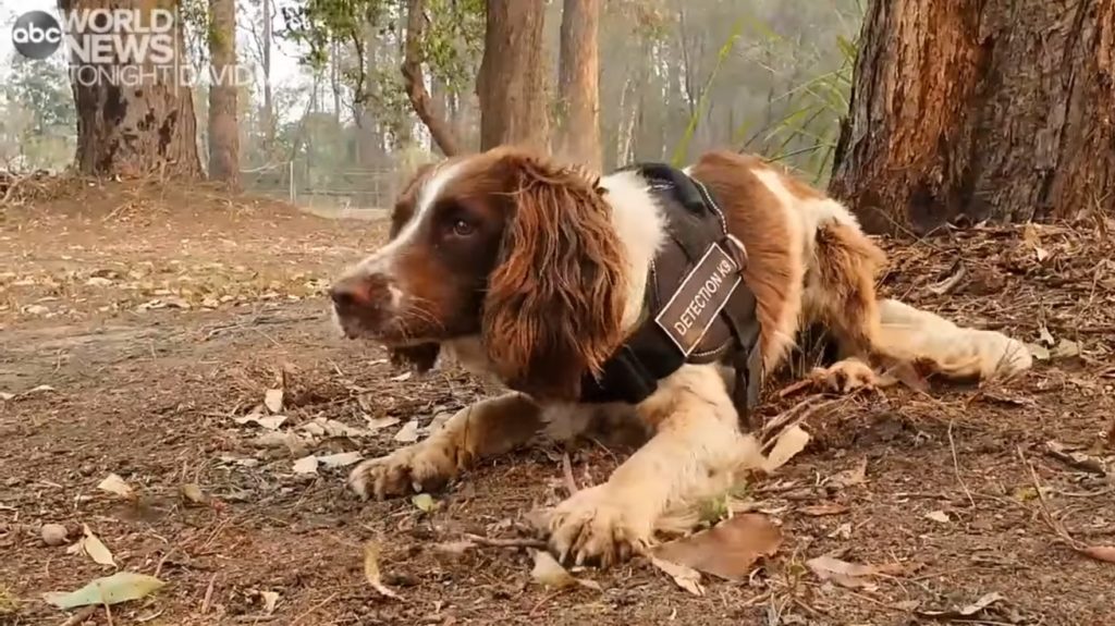Αυστραλία-Πυρκαγιές: Το σκυλί που διασώζει κοάλα (Video)