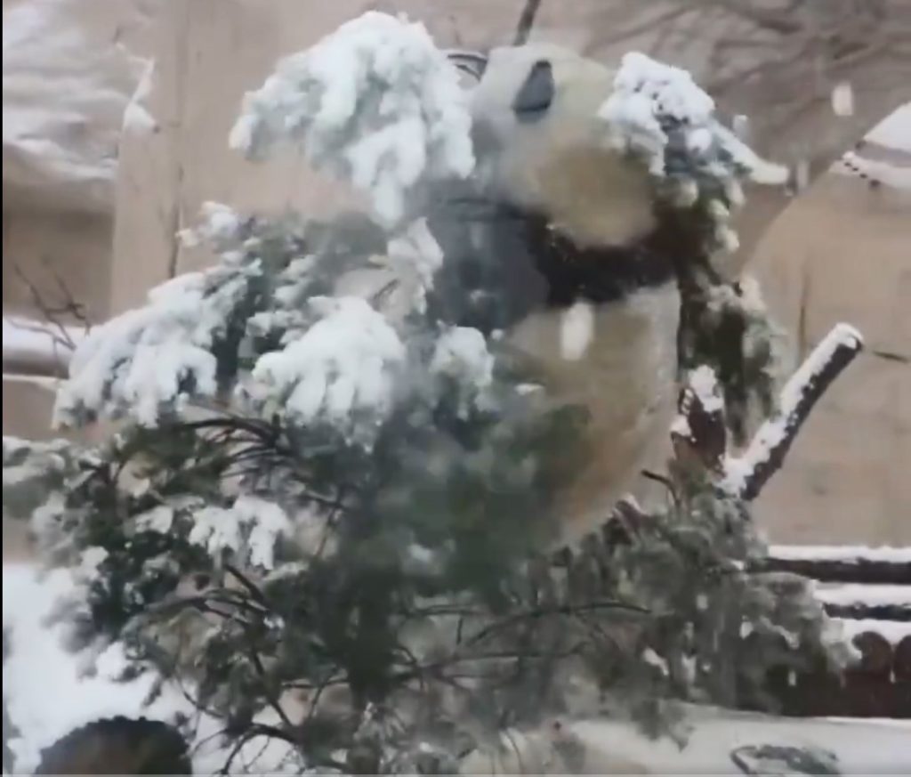 Απίστευτο γιγάντιο πάντα είδε χιόνι και από τη χαρά του… γκρεμίστηκε από ένα δέντρο (Video)