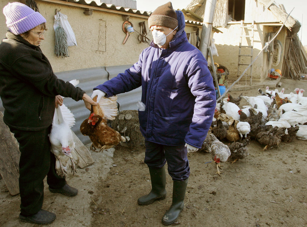 Νέο κρούσμα γρίπης των πτηνών στη Ρουμανία