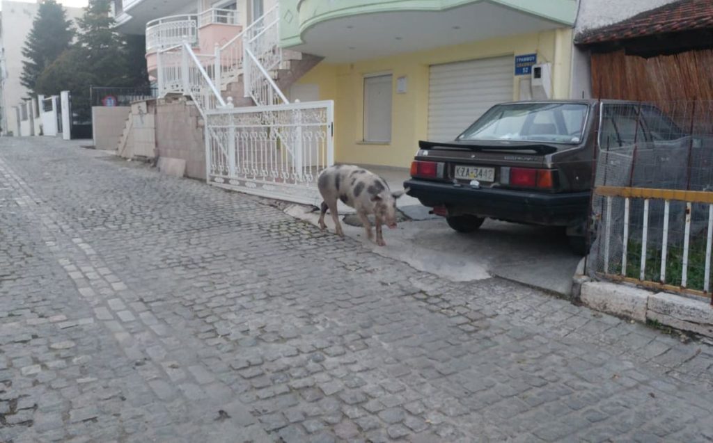 Κοζάνη: Γουρούνι βγήκε… βόλτα στον δρόμο (Video)