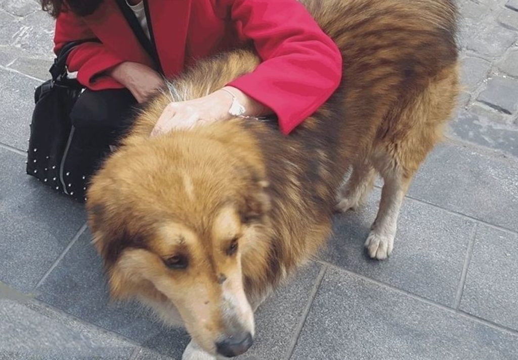 Θεσσαλονίκη: Ξυλοκόπησαν τον «Σόλωνα», τον σκύλο – μασκότ των Λαδάδικων
