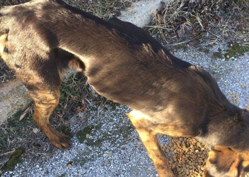 Φλώρινα: Απαγόρευσαν τη σίτιση σκελετωμένων σκύλων! (Photos)