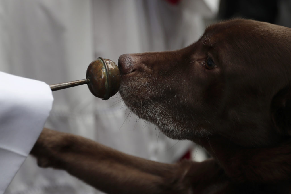 Ισπανοί παράνομοι εκτροφείς έκοβαν τις φωνητικές χορδές από σκύλους
