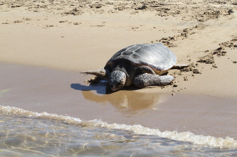 Πλαστικά στο 70% των θαλάσσιων χελωνών της οργάνωσης «Αρχέλων»