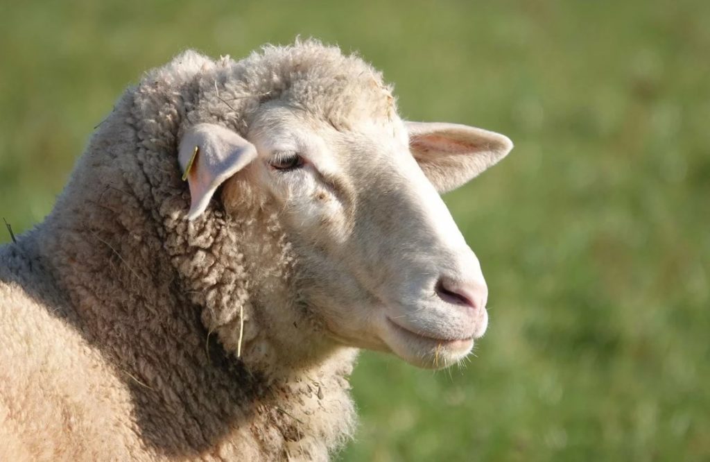 Κρήτη: Πρόβατο με… GPS έφερε την αστυνομία στα ίχνη ζωοκλεφτών