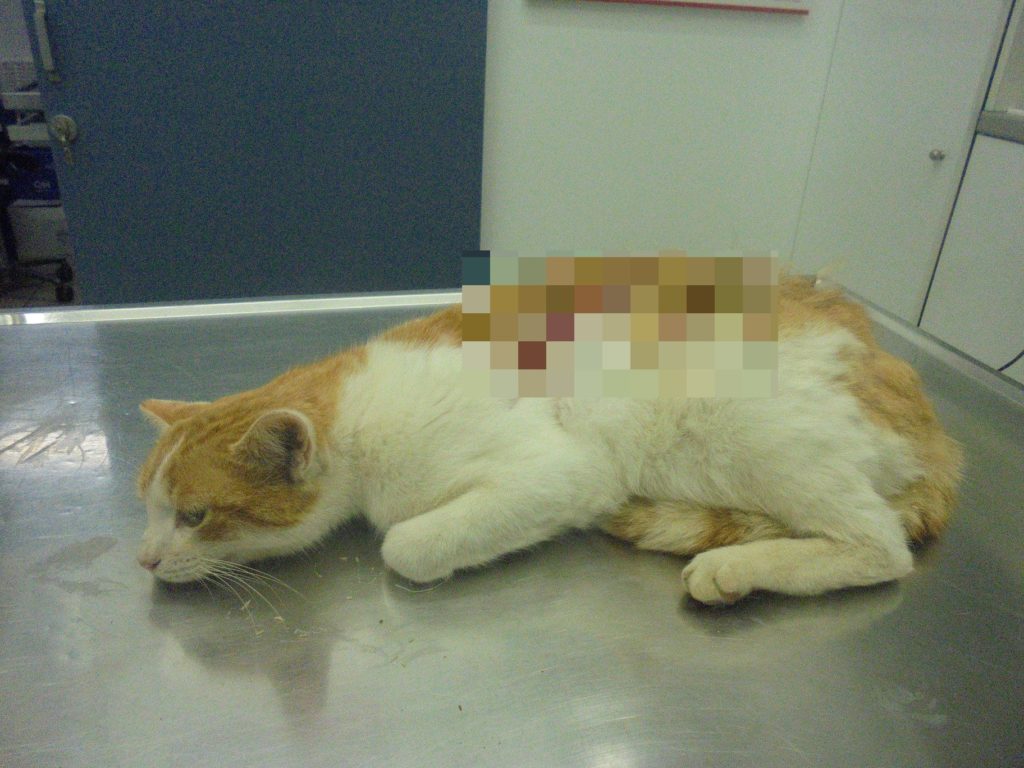 Πάρος: Έλουσαν με οξύ την πλάτη αβοήθητης αδέσποτης γάτας (Photos)