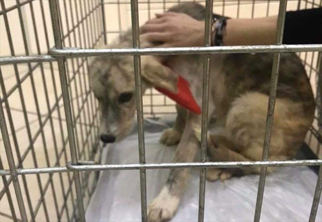 Ηγουμενίτσα: Δικαίωση για την Σμόκυ – Καταδικαστική απόφαση για κακοποίηση σκύλου