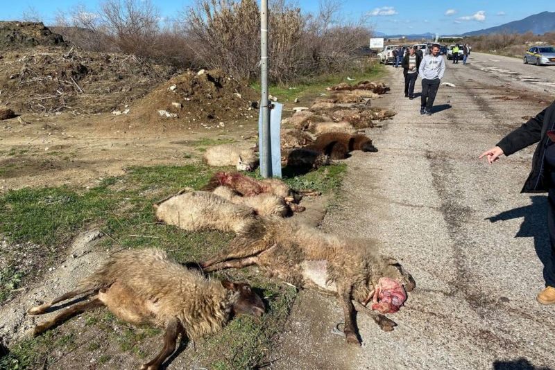 Τροχαίο σοκ στο Μεσολόγγι: Αγροτικό παρέσυρε και σκότωσε 30 πρόβατα