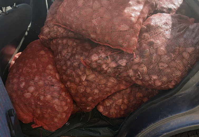 Ξάνθη: Σύλληψη 60χρονου για παράνομη μεταφορά οστρακοειδών – Βρήκαν 740 κιλά αχιβάδες στο ΙΧ του