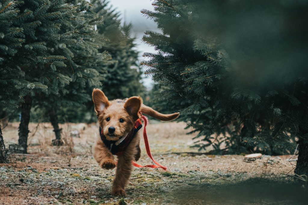 Πώς θα κάνεις τον σκύλο σου τον καλύτερο παρτενέρ στο τρέξιμο