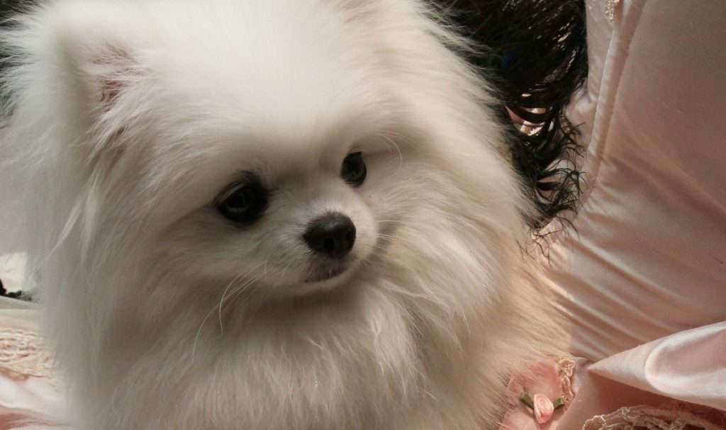 Σκύλος στο Χονγκ Κονγκ βρέθηκε θετικός στον κορονοϊό