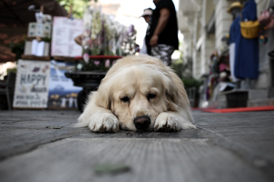 Αυτή είναι η βεβαίωση μετακίνησης για όσους φροντίζουν αδέσποτα ζώα