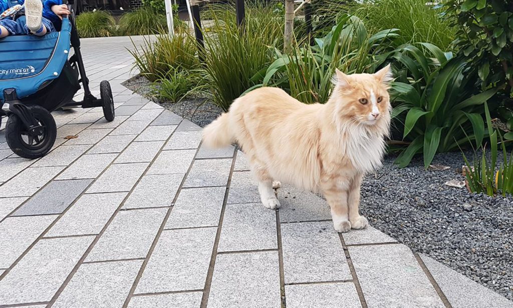 Αυτός ο αξιολάτρευτος γάτος είναι η μασκότ της Νέας Ζηλανδίας και το αστέρι των social media