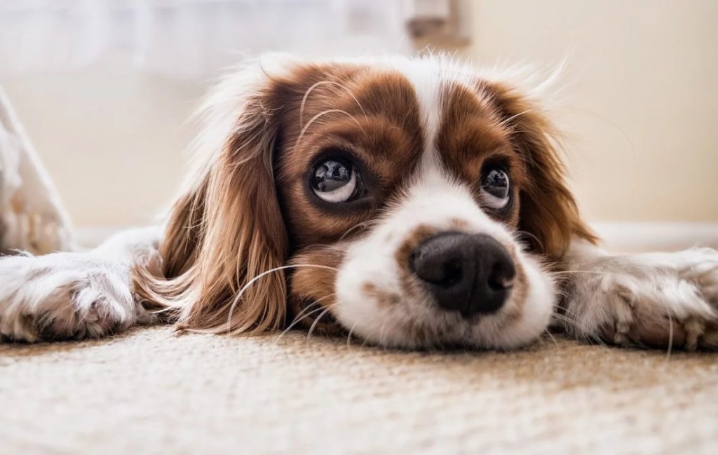 Έρευνα: Ζητείται… ψυχολόγος για σκύλους – Ένα στα τρία κατοικίδια εμφανίζουν κάποια φοβία
