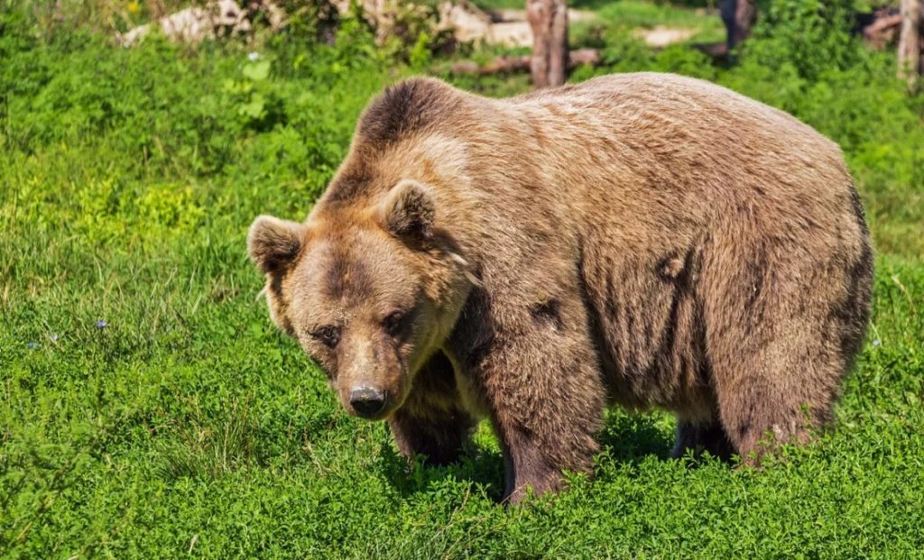 Εντοπίστηκε νεκρό αρκουδάκι στο Αμύνταιο