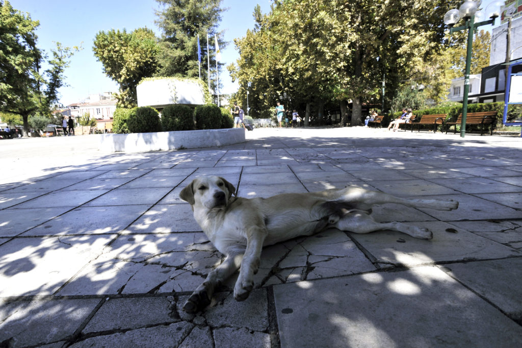 Τι ισχύει για αυτούς που φροντίζουν αδέσποτα ζώα – Τι ανακοίνωσε ο Χαρδαλιάς