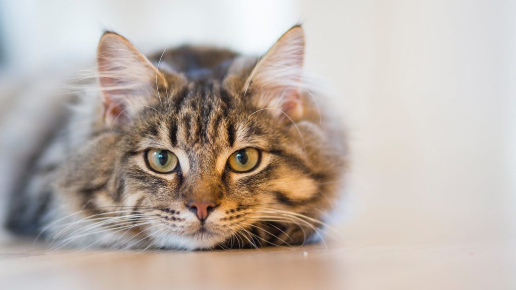 Βέλγιο: Γάτος φέρεται να νόσησε από κορονοϊό – Τι απαντούν οι ειδικοι