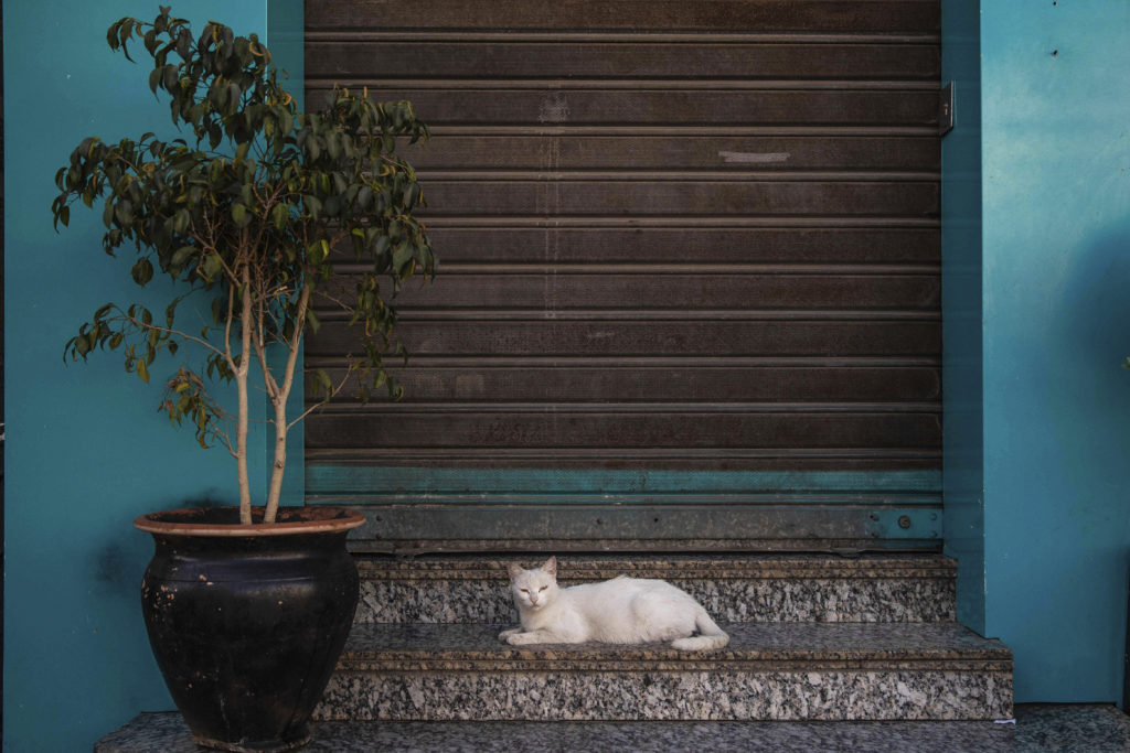 Οι γάτες κολλάνε και μεταδίδουν τον κορονοϊό -μεταξύ τους- περισσότερο από ότι οι σκύλοι