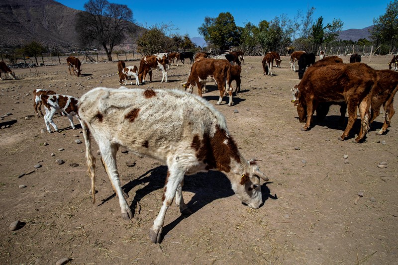 Χιλή: Ιστορική ξηρασία εν μέσω επιδημίας