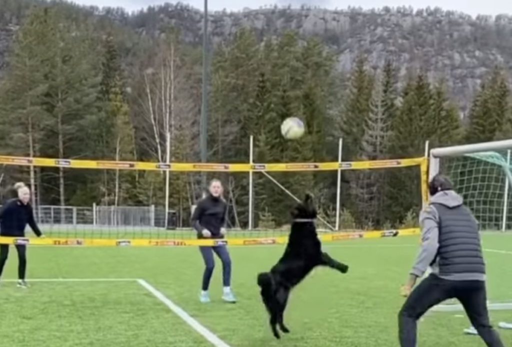Αξιολάτρευτος σκύλος παίζει βόλεϊ μαζί με ανθρώπους! (Video)