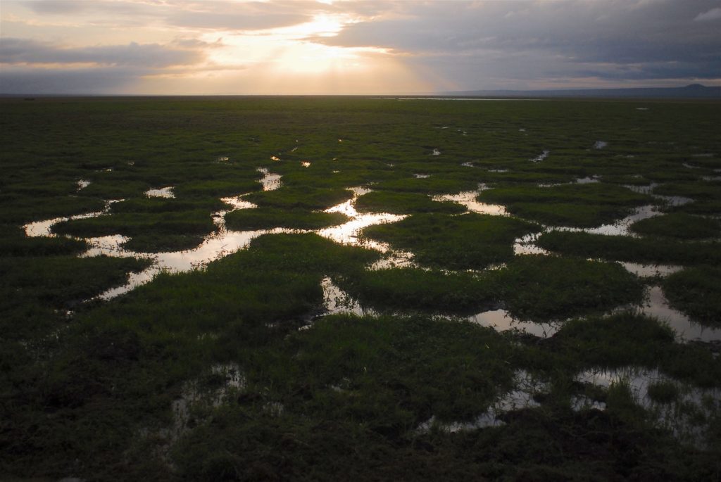 WWF: «Η υπερεκμετάλλευση της φύσης οδηγεί στην εμφάνιση νέων πανδημιών»