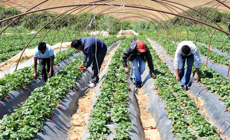 Κορονοϊός: Εξαφανίστηκαν οι εποχικοί εργάτες γης – πρόβλημα στη συγκομιδή